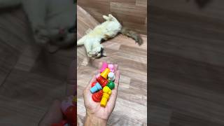 Cat barsik reverse satisfying video reversevideo cat [upl. by Keiko]