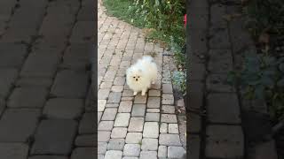 Pomeranian Dog  white pomeranians  Whatsapp Status short [upl. by Halueb]