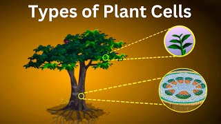 पेड़ पौधों में कितने प्रकार के cells पाये जाते हैं  Types of cells in plants [upl. by Lemra865]