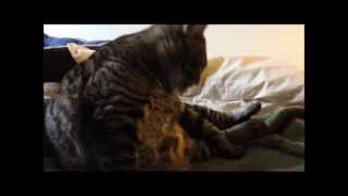 Feline Observational Video XVI  Cat Self Grooming [upl. by Olwena392]