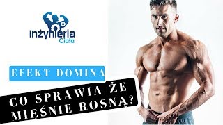 CO SPRAWIA ŻE MIĘŚNIE ROSNĄ  Inżynieria Ciała [upl. by Zeralda]