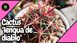 Conoce el Ferocactus latispinus y cómo cuidarlo [upl. by Corwin]