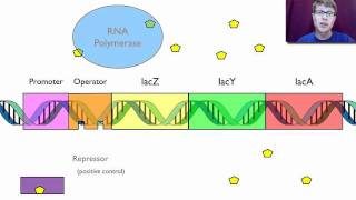 Gene Regulation [upl. by Aisinut]