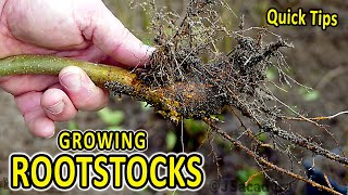 Quick Rootstock Tips  An EASY way to obtain FREE ROOTSTOCKS [upl. by Fuld516]