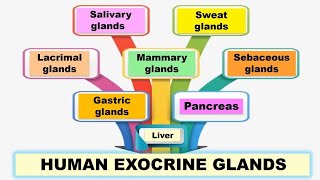 Human exocrine glands  Pancreatic Salivary Sweat Lacrimal Mammary Sebaceous and Gastric glands [upl. by Saville]