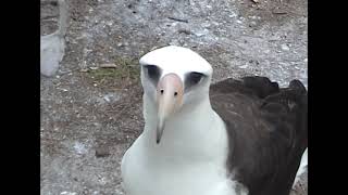 Midway Island  April 2001  Part 3 of 3 [upl. by Assir96]