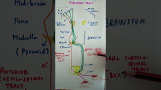 Pyramidal tract  Corticospinal tract medicinemadeeasy physiology CNS summary pathways [upl. by Aerahs165]