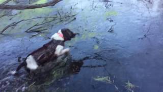 Spaniel duck hunting 14 degrees [upl. by Noorah546]