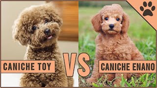 Caniche Toy vs Caniche Enano  ¿Qué raza de perro es mejor  Perros Mundo [upl. by Euqcaj]