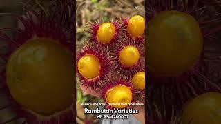 Rambutan exoticfruitplants fruitcutting tropicalfruit fruit gardening fruitplants fruittrees [upl. by Atinehc]