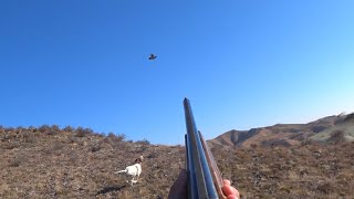 Keklik Avı Fişek Dayanmıyo  🔥Partridge and rabbit hunts🔥 [upl. by Itnahsa]