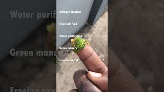 About Azolla azolla village farmer manure organicfarming trendingshorts viralshort organic [upl. by Campy]