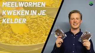 Meelwormen Kweken in je Kelder  Sustainable Dutch Protein  Sustainable Students Podcast [upl. by Imerej]