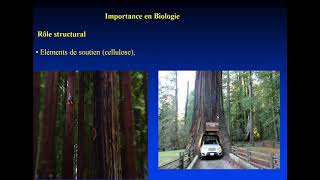 BIOCHIMIE STRUCTURALE Introduction et classification des glucides [upl. by Ahsea]