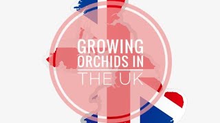 Growing orchids in the United Kingdom [upl. by Odlanier]