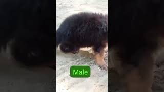 Germanshepherd long coat puppy shortsvideo youtubeshorts cutedog viral 🐕🐕🐕🐕🐕🐕 [upl. by Aneladdam]