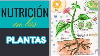 La Nutrición en las Plantas [upl. by Jenine895]