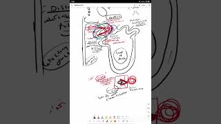 kidney physiology 1 introduction Filtration [upl. by Millwater]