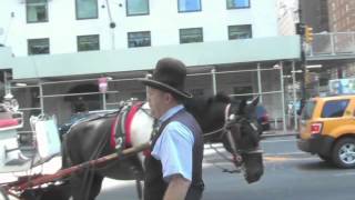 Horse Drawn Carriage Driver Rant [upl. by Nomzzaj338]