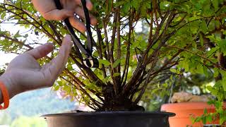 Spiraea japonica quotGoldflamequot yamadori first hard pruning ever Kabudachi  Arkefthos Bonsai [upl. by Minerva993]