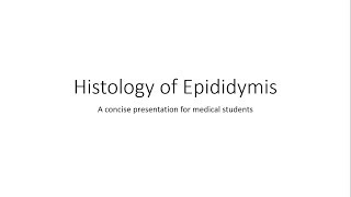 Epididymis  Histology [upl. by Skier]