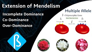 Extension of Mendelism – Incomplete Dominance CoDominance amp Over Dominance BI06 [upl. by Magdalene]