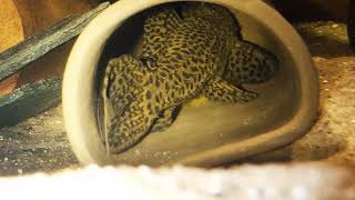 Pseudacanthicus spinosus L160 pleco fanning eggs [upl. by Maller]