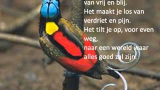 Het lied van Prachtvogel [upl. by Etat]