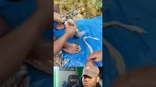 Bersihin usus lembu🤣😂 caradangaya comedy nature [upl. by Reinaldo983]