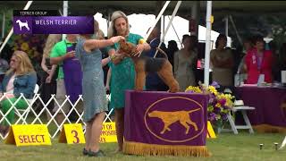 Welsh Terriers  Breed Judging 2022 [upl. by Elocen]