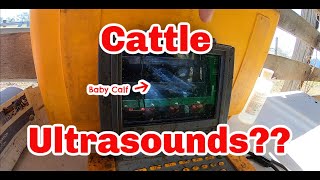 Cattle Ultrasounds ⎪Pregnancy Testing Some Heifers [upl. by Vachell915]