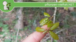 Traubeneiche  Austrieb  170418 Quercus petraea  Bäume amp Sträucher bestimmen [upl. by Vipul]