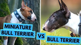 Bull Terrier VS Miniature Bull Terrier  Dog Breed Comparison  Differences and Similarities [upl. by Hutchinson]