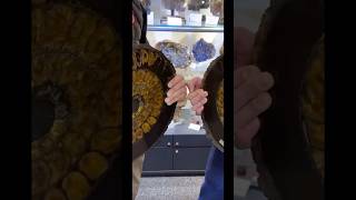 Massive Ammonite Fossil Opening [upl. by Aziram317]