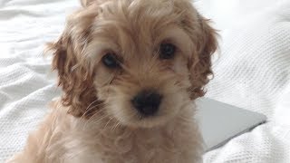 NEW COCKAPOO PUPPY 8 weeks old [upl. by Niboc]