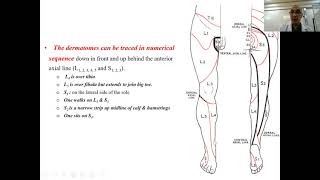 Dermatomes amp myotomes of lower limb [upl. by Clabo]