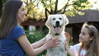 Fear of Flying Helping Your Golden Retriever Overcome Anxiety [upl. by Arbed322]