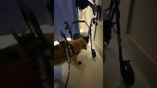 Service dog helps owner by tugging her walker to her [upl. by Navad]