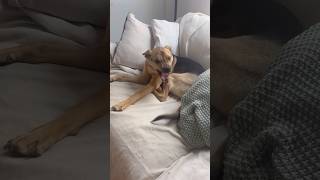 RESCUE PUPPY LEFT HOME ALONE WITHOUT CRATE [upl. by Anisor]