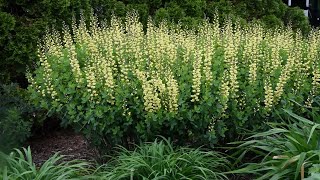 Baptisia Side By Side  Walters Gardens [upl. by Heber394]