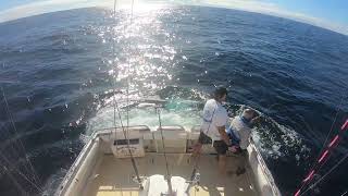 Late season big striped marlin  Bermagui Marlin Fishing  Head Hunter Charters  FULL FIGHT [upl. by Amme]