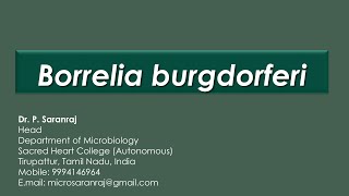 Borrelia burgdorferi [upl. by Ominorej]