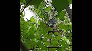 Как собирают кокосы на мальдивских островах How coconuts are harvested in the Maldives [upl. by Aihsekal]