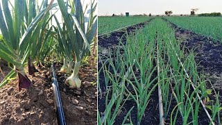 how to grow onions on a large scale okulima obutungulu [upl. by Atiseret]