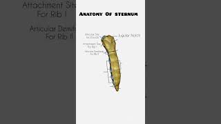 anatomy sternum [upl. by Ynnod706]