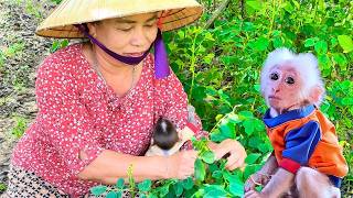 Monkey baby Bon and Grandma Ly Cook a Special Vegetable Dish – Life is Tough but Full of Joy [upl. by Leatri]