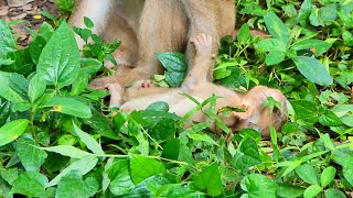 Pity baby Luno just want drink milk but mum was rejected and keep baby cry hungry on ground [upl. by Airtened]