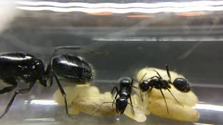 Camponotus Laevigatus  first workers [upl. by Phare]