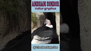 Andean Condor at the San Diego Zoo [upl. by Lull]