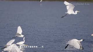 Black faced Spoonbill 06  黑面琵鷺 06 [upl. by Mareah]